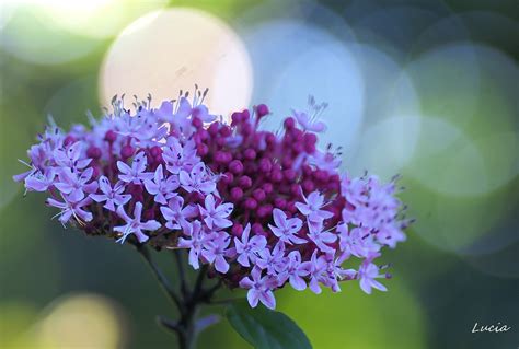 樹茉莉|“人間第一香”—茉莉花